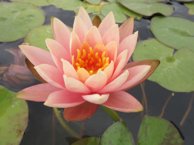 Preview: Seerose - Colorado Preview: Nymphaea Colorado - Seerose